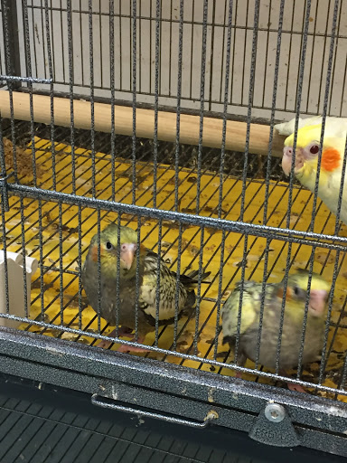 The Parrots Nest Of Maryland - Thumbnail