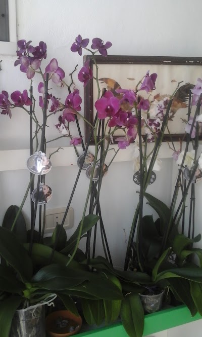 Photos of Hay andalus flower Shop