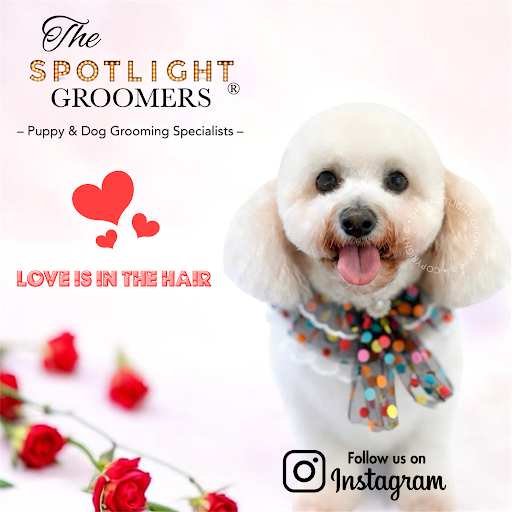 The Spotlight Groomers Puppy & Dog Grooming Specialists