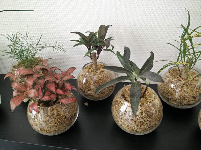 Boby La Plante