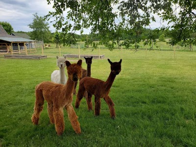 Wolf Moon Alpacas