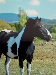 Photo n°10 de Centre Equestre l'Etrier des Monédières à Le Lonzac (Producteur de bétail)