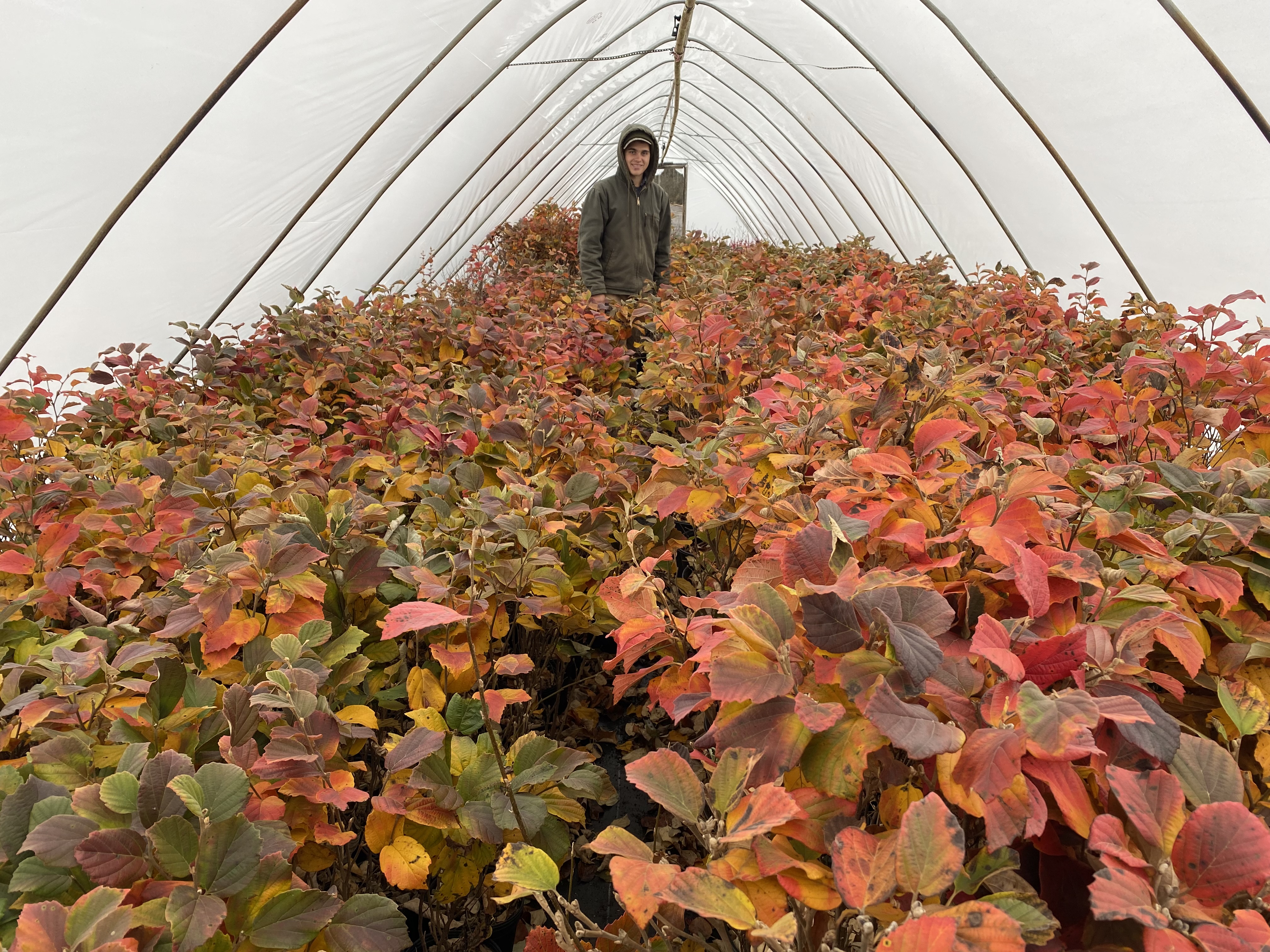 Schott Nurseries LLC