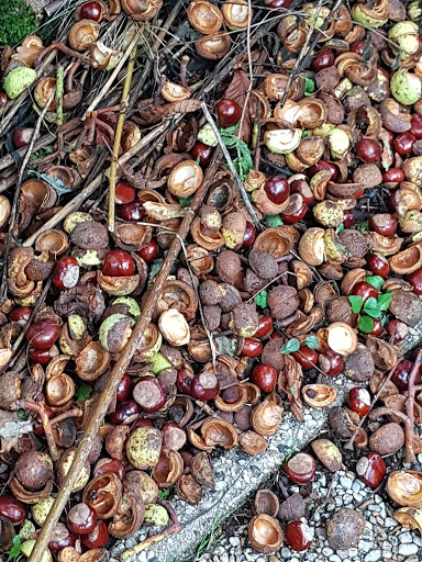 Amateur Gardeners Association Ommoord - Thumbnail