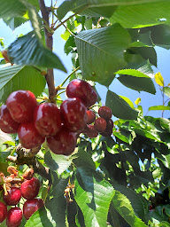 Photo n°31 de BAEHL FERME SARL à Kriegsheim (Magasin d'alimentation naturelle)