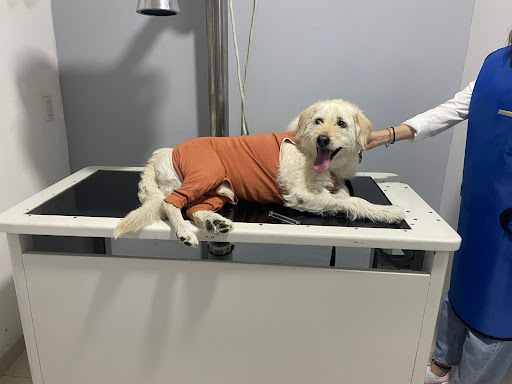 Clínica Veterinaria Insurgentes