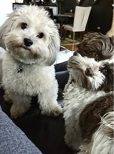 Metropolitan Veterinary Center - Thumbnail