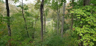 Hollow Log Cabins