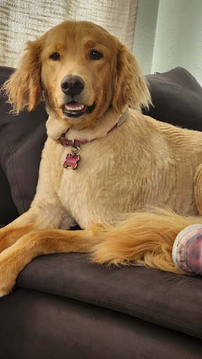 Holistika Veterinary - Thumbnail