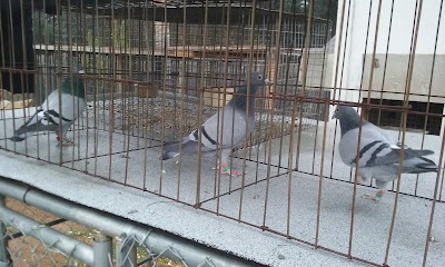 PIGEONS OF HILLHAVEN