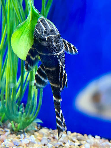 The Hidden Reef, Inc - Thumbnail