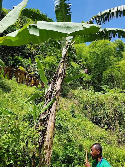 Photos of Anse La Raye Falls