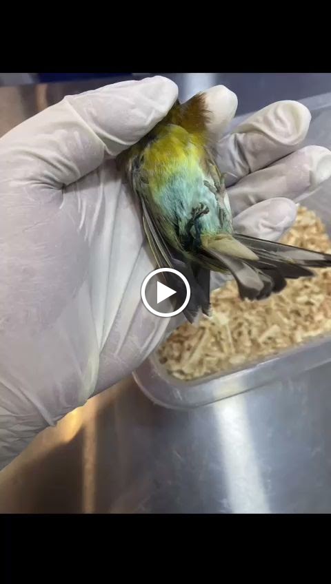 عيادة رأفة البيطرية - صورة 2