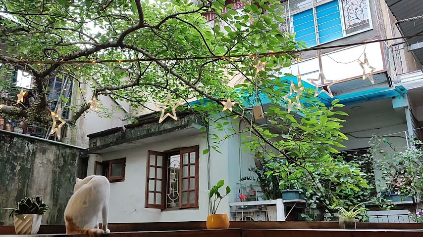 Bluebirds' Nest by null