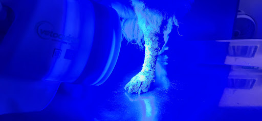 Perros y Gatos. clinica Veterinaria - Thumbnail