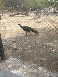 Safari Zoo rawalpindi Apechs