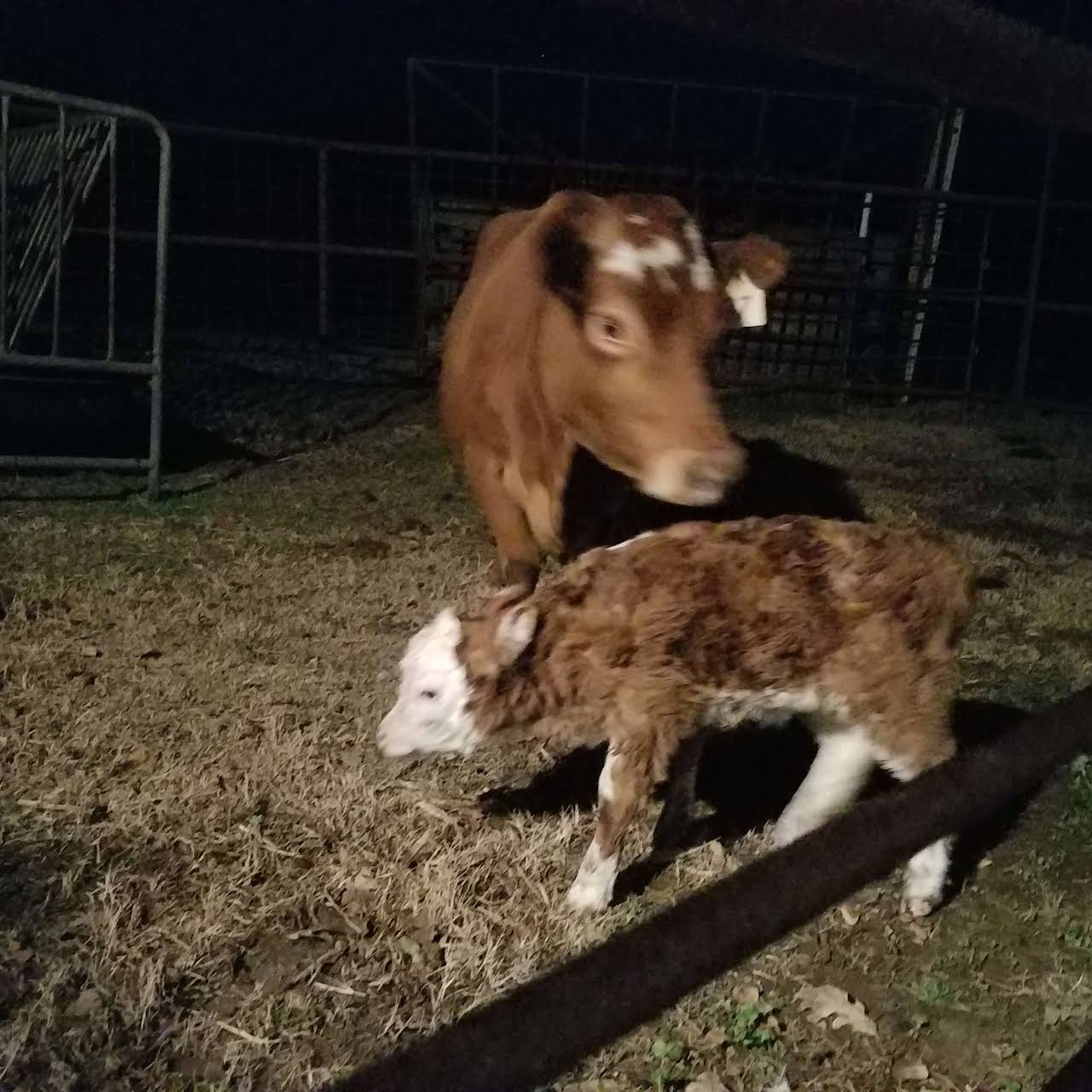 A2A2 Family Milk Cows  Falster Farm on Pasture 365