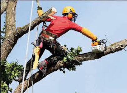 TSC Abattage et Élagage d'arbres