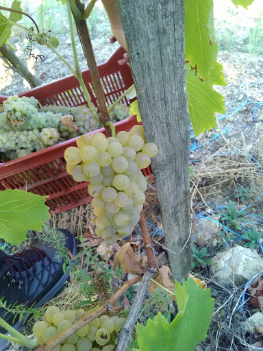 Domaine Verrier - Thumbnail