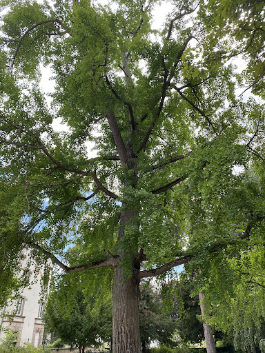 Parc Méquillet / Ginkgo biloba - Thumbnail