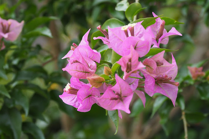 Yakushima Green Hotel by null