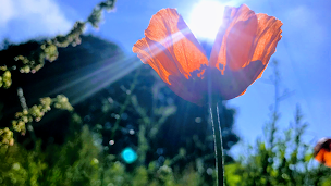 Photo n°1 de Le chant des Armoricaines à Saint-Connan (Marché alimentaire)