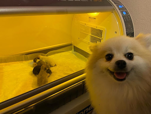 Veterinaria Animal Care