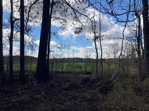 Awendaw Savanna - Thumbnail