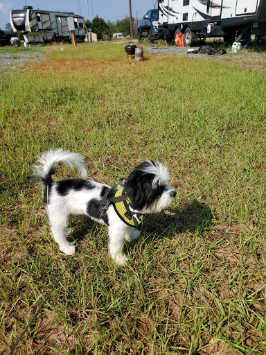 Prissy Pups II - Thumbnail