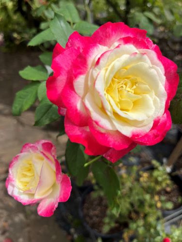 Green E Roses - Thumbnail