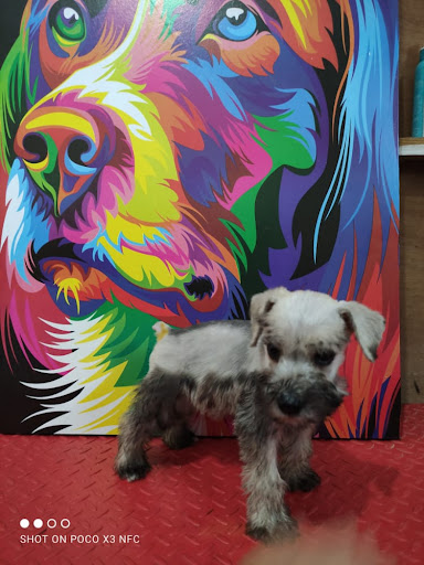 Clinica veterinaria "Peek AIZC"