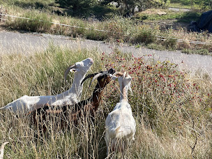 Photo n°16 de La Chèvrerie de Céüse à Sigoyer (Vacances à la ferme)