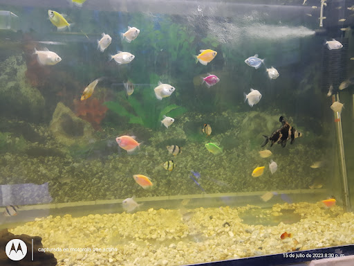 Amazon Predators ???????????? - Visual