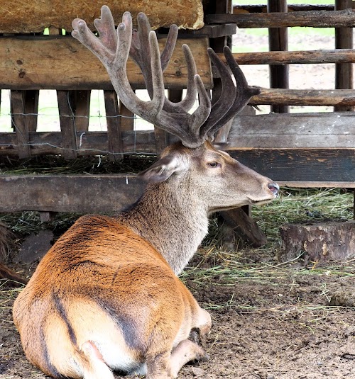 Zooloģiskais dārzs