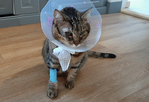 Carrick Veterinary Group - Chesterfield - Thumbnail