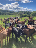 La Chèvre Rit à Belloc