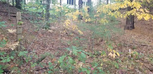 Whitcomb Woods - Thumbnail