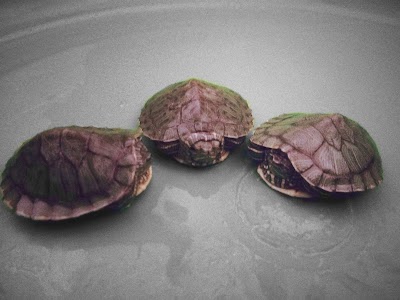 Photos of Cl&iacute;nica Veterinaria Manchitas