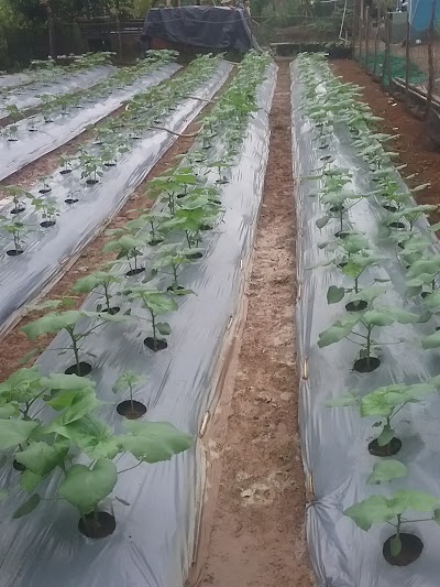 Photos of Tilafia Division,,upr Al_chansa Farm