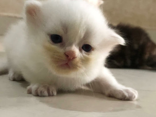 Kitten Available 🐱