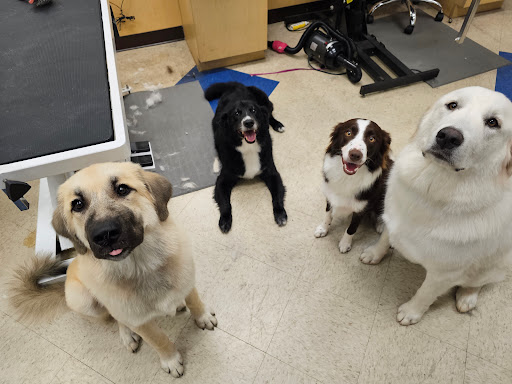 Best Friends Animal Hospital DVM - Thumbnail