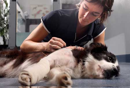 Holistic Animal Physiotherapy - Thumbnail