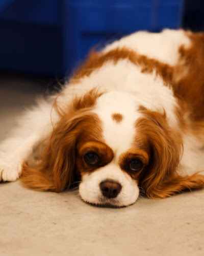 Comentarii opinii despre Pawsh Club - Premium dog daycare, boarding, grooming and party services