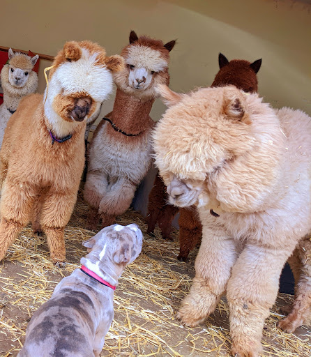 My Pet Alpaca - Thumbnail