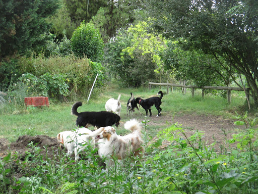 Photo de EN RETRAITE Elevage de la Mascotte Des Alberes à Laroque-des-Albères (66740)