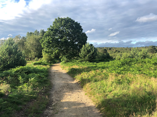 Chobham Common - Visual