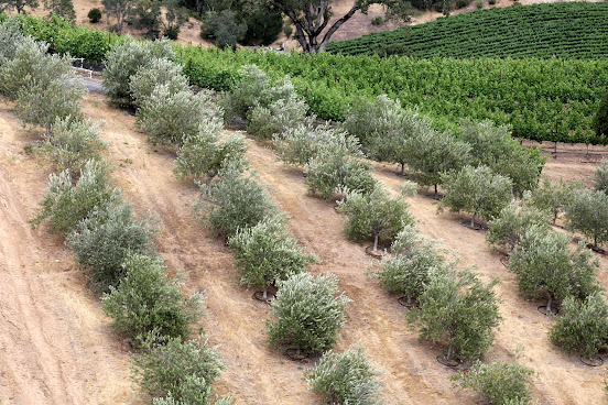 Trattore Farms and Winery by null