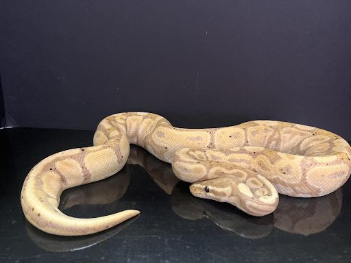 Frog Family Reptile Shop Gallery - United States