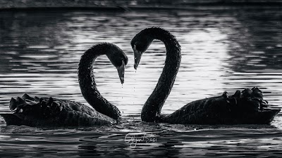 Photos of Flamingo lake