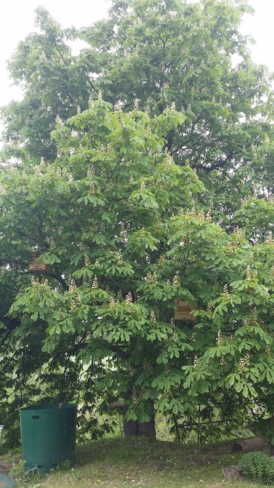 Photos of Upninkų botaninis draustinis